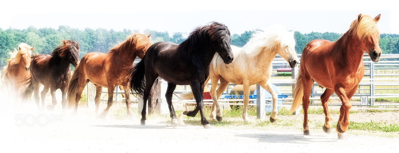Fujifilm X-E2 sample photo. Horses dust photography