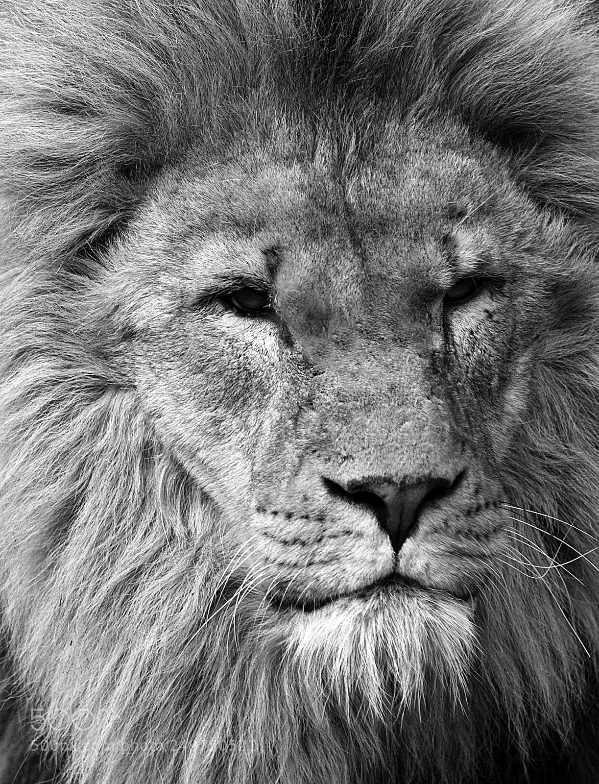 Nikon D200 sample photo. Lion photography