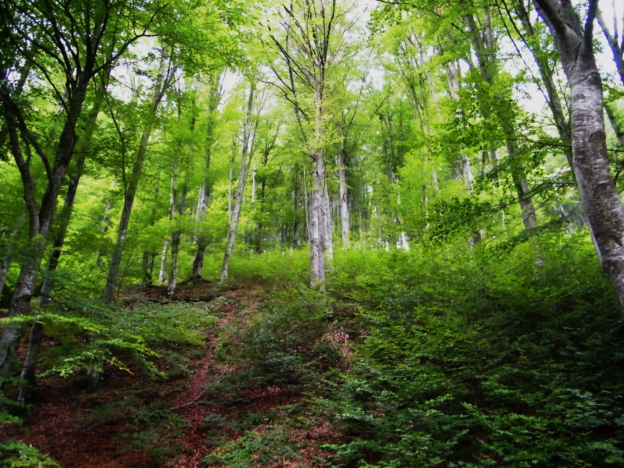 Fujifilm FinePix S2000HD sample photo. Endless forest photography