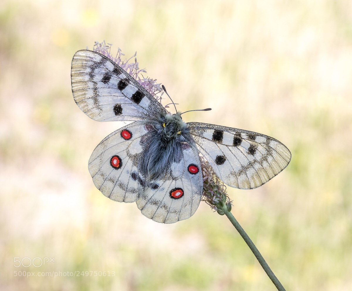 Canon EOS 5D Mark IV sample photo. Male apollo  photography