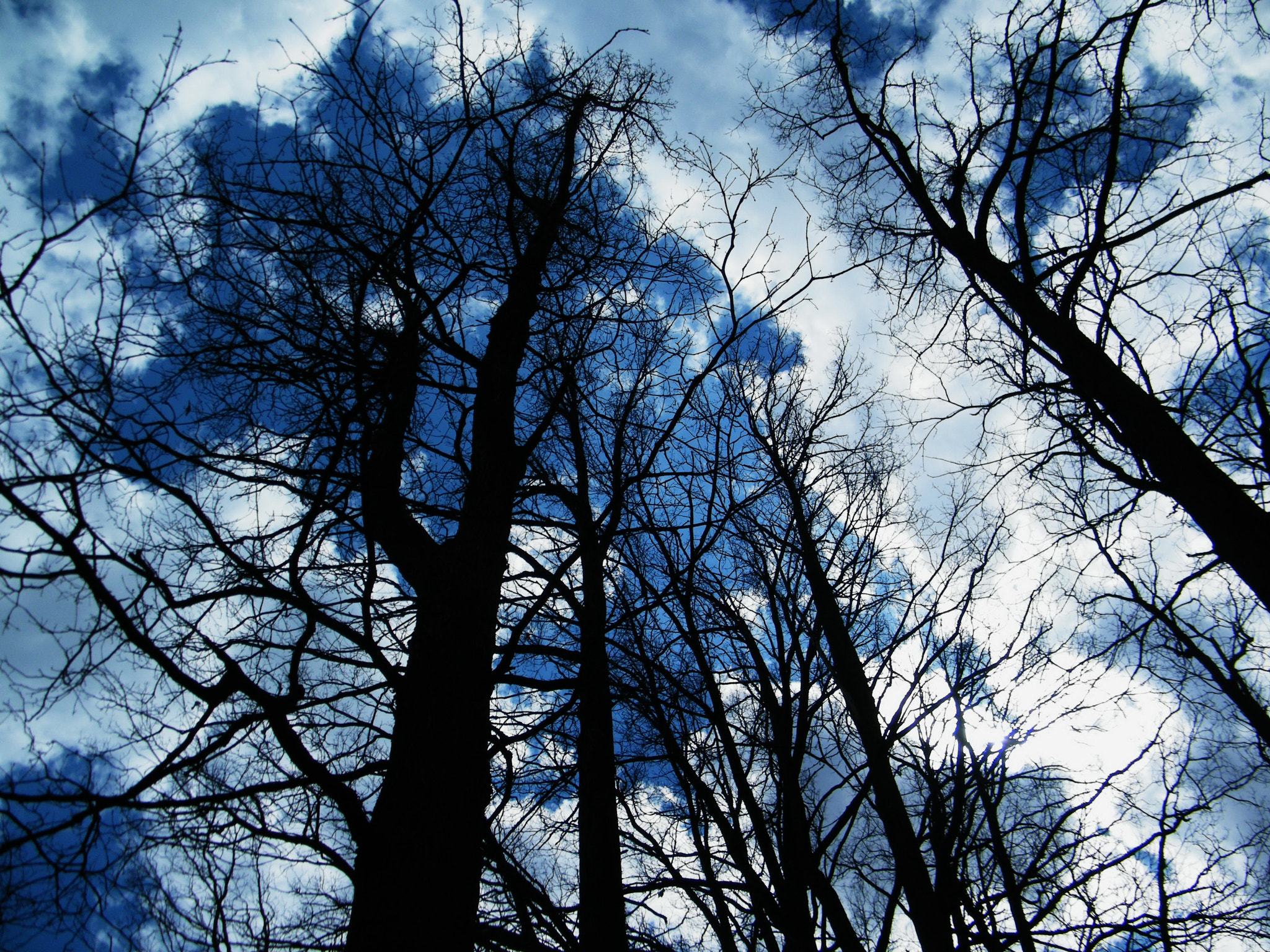 Fujifilm FinePix S2000HD sample photo. Heavenly trees photography