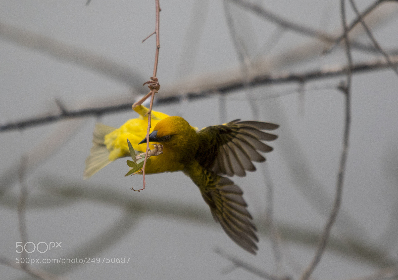 Canon EOS 7D Mark II sample photo. Wings photography