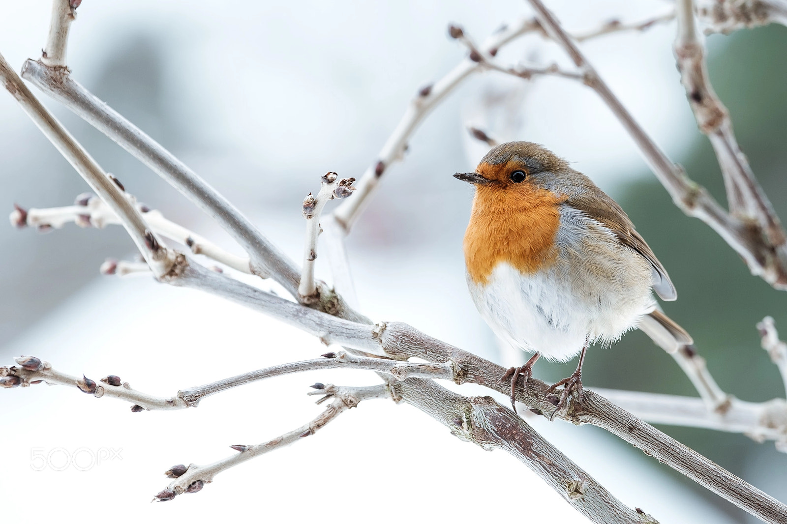 Fujifilm X-Pro2 sample photo. Winter robin photography