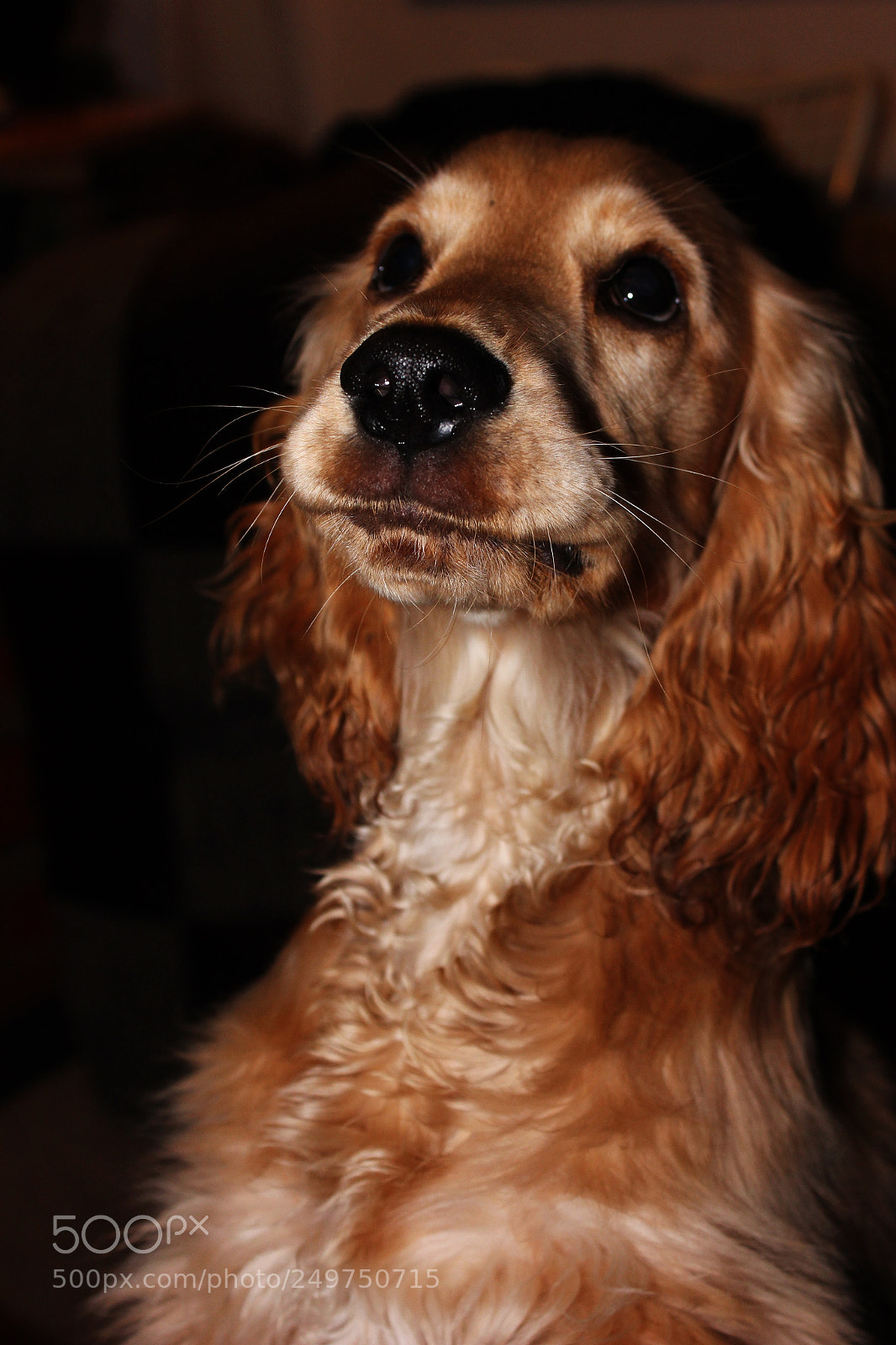 Canon EOS 600D (Rebel EOS T3i / EOS Kiss X5) sample photo. Kutya photography