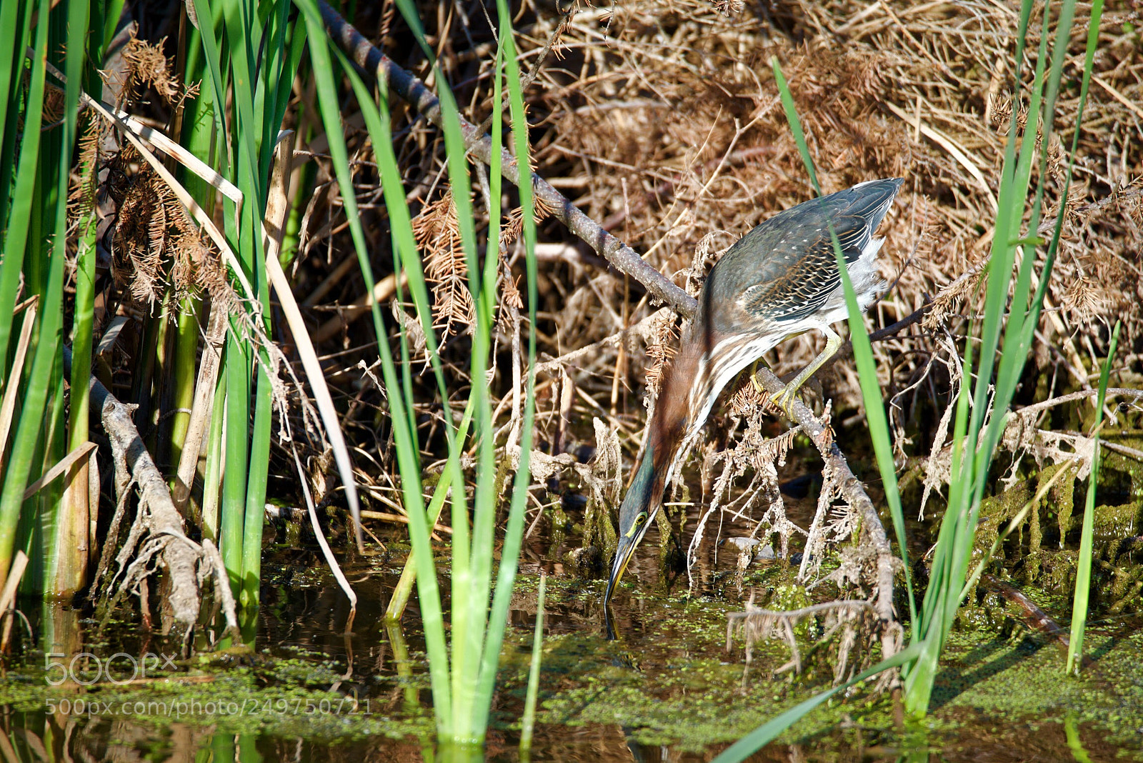 Nikon D800 sample photo. Heron photography