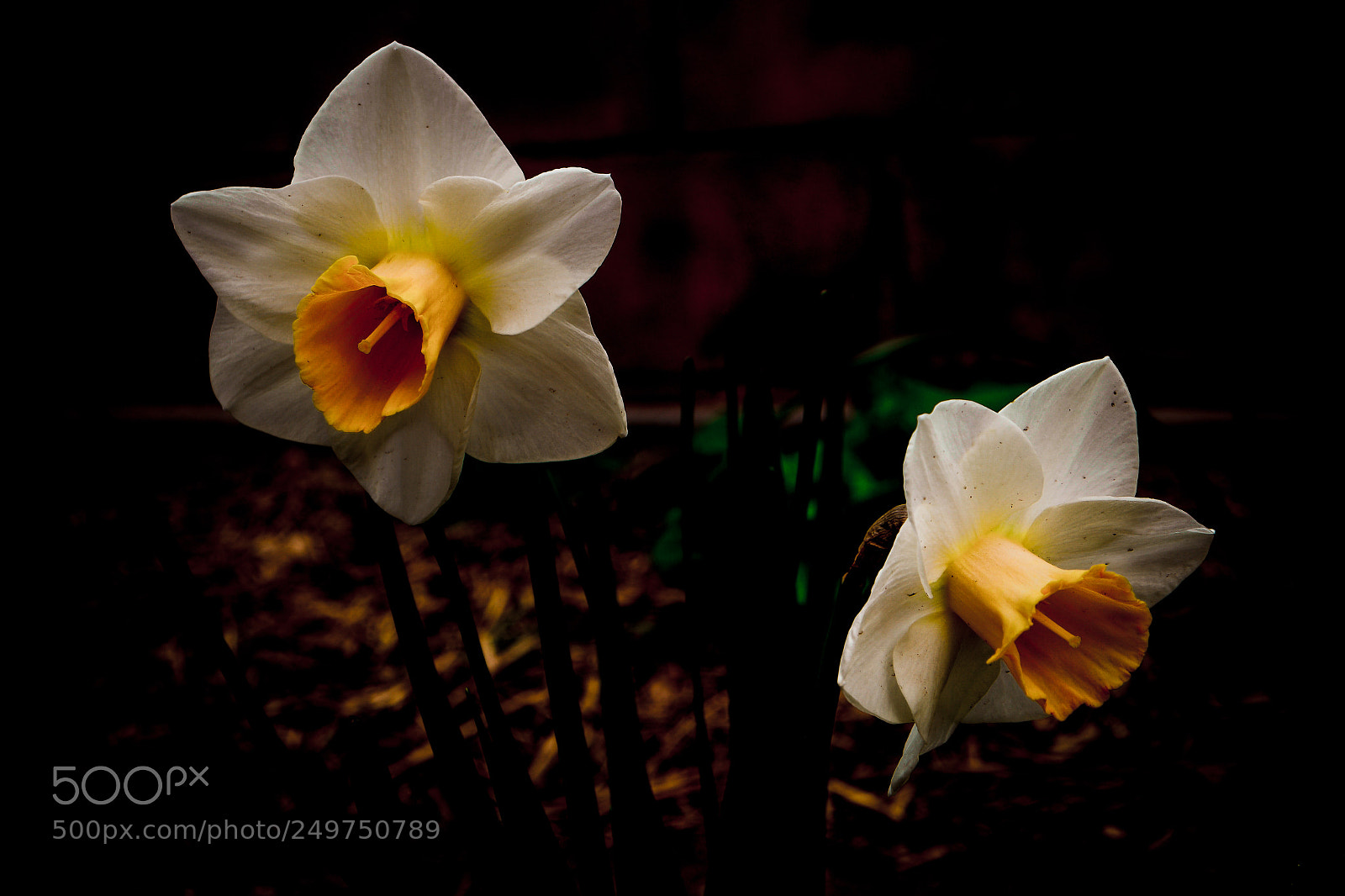 Samsung NX500 sample photo. The narcissus mirror photography