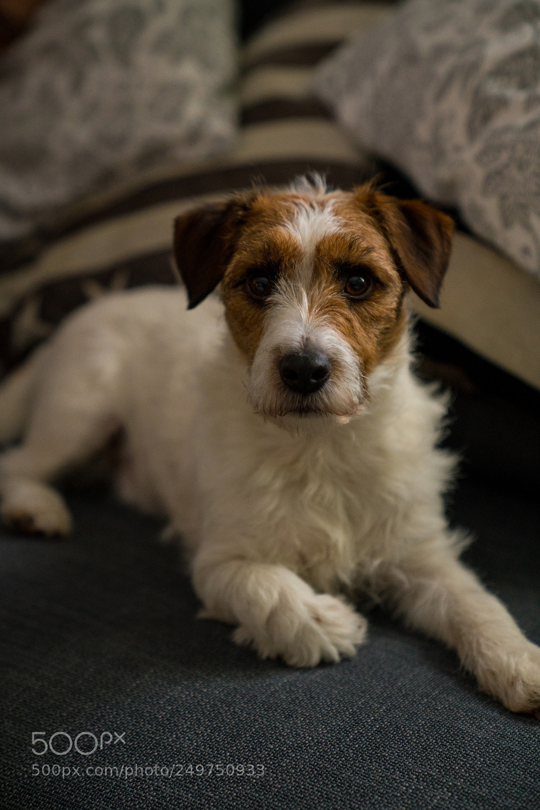Sony a7R III sample photo. Arvid the jack russell photography
