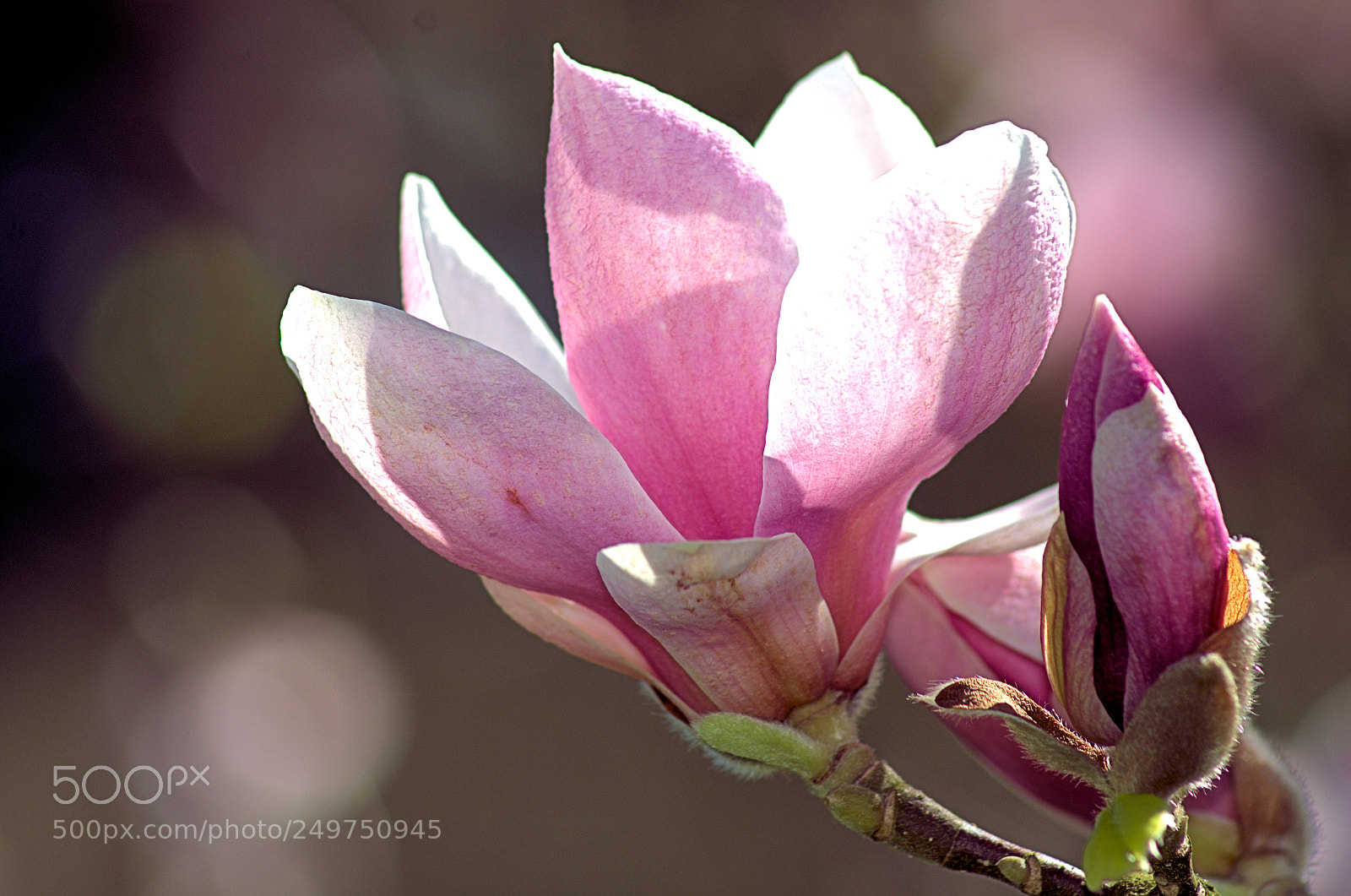 Nikon D7000 sample photo. Temps des fleurs photography