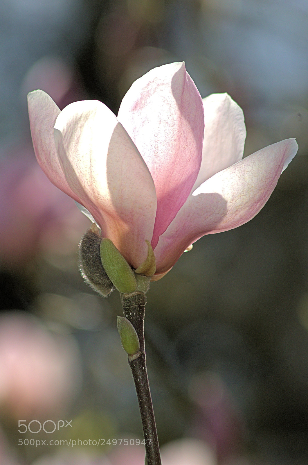 Nikon D7000 sample photo. Temps des fleurs photography