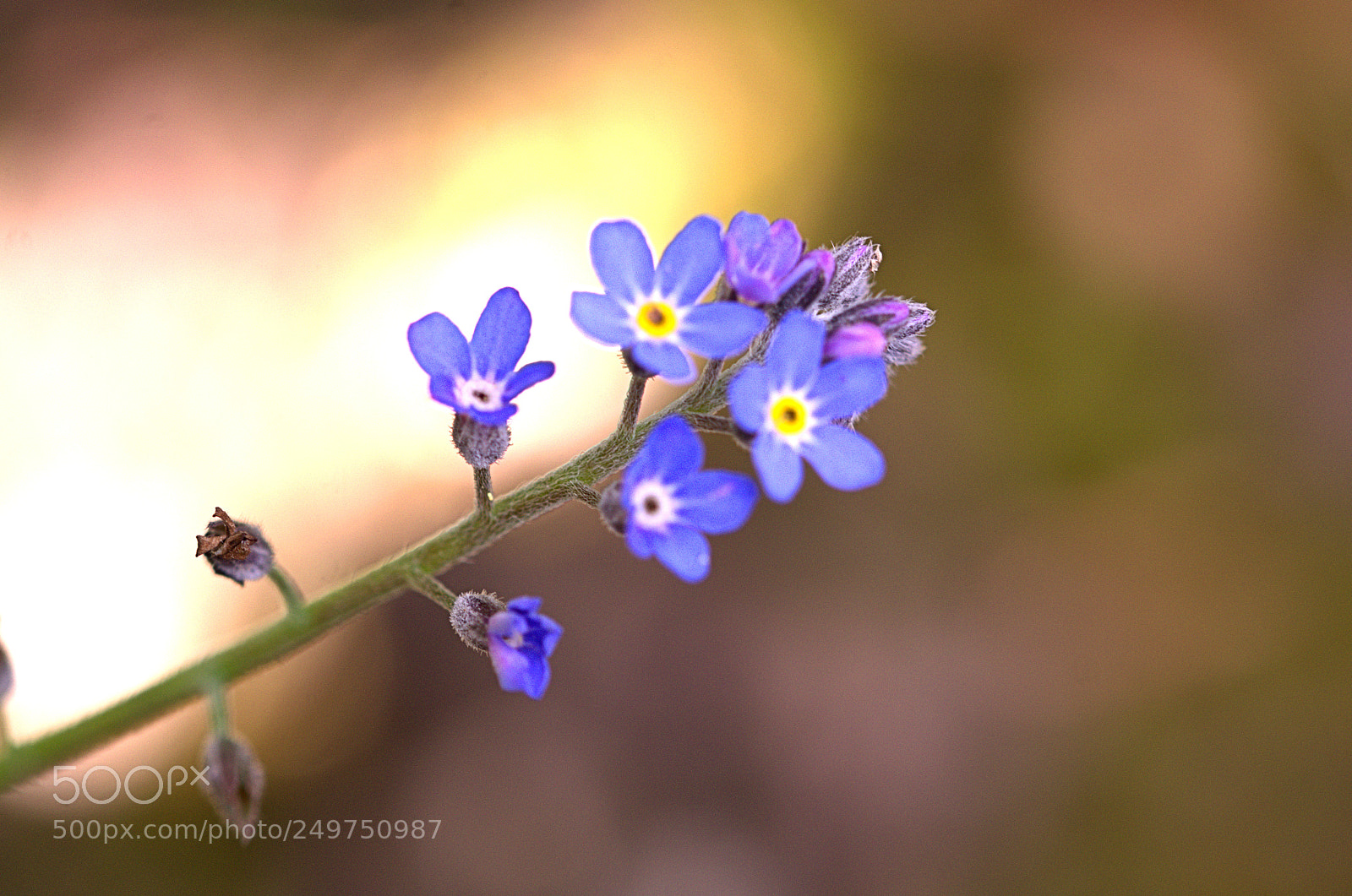 Nikon D7000 sample photo. Temps des fleurs photography