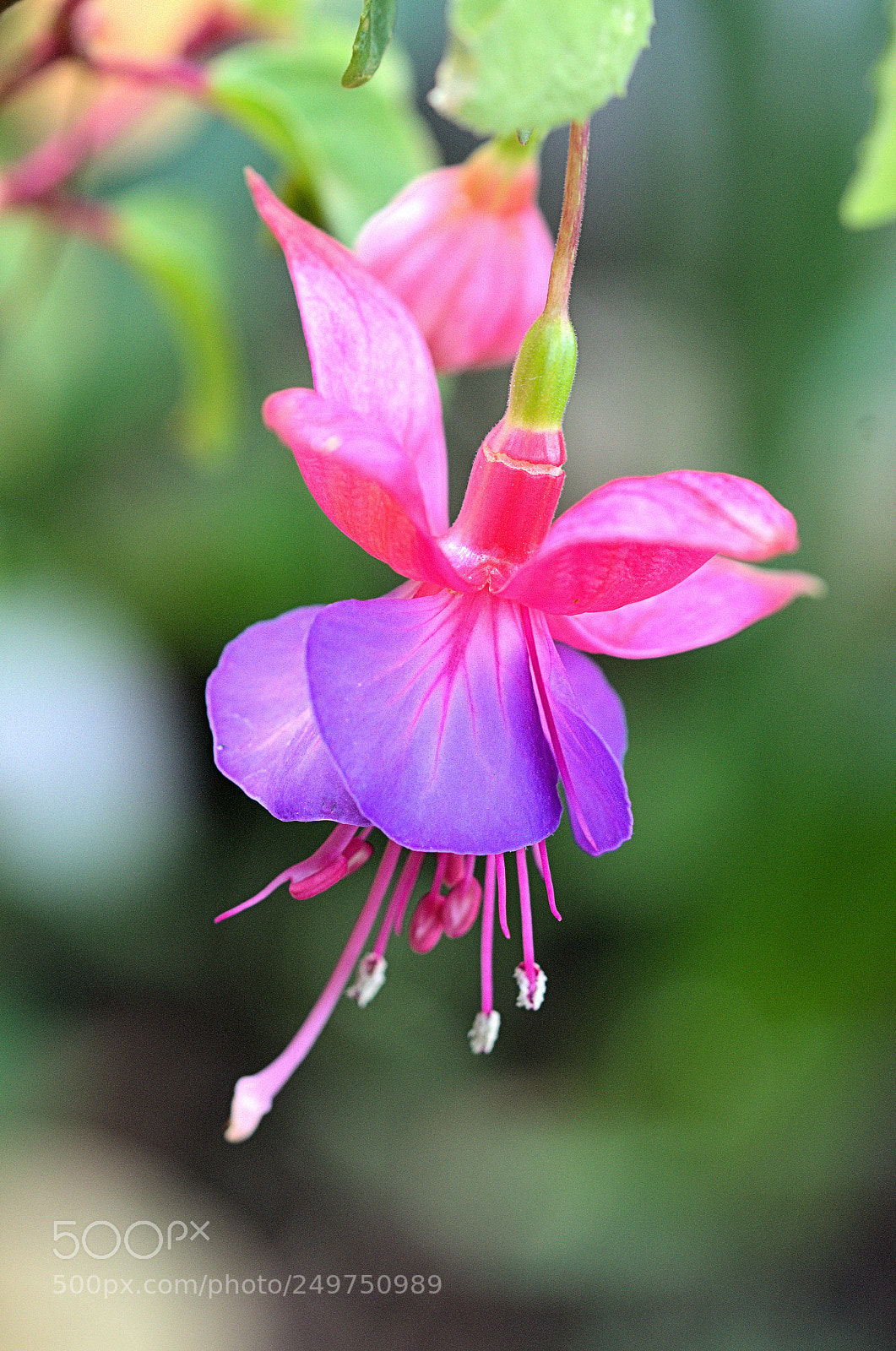 Nikon D7000 sample photo. Temps des fleurs photography