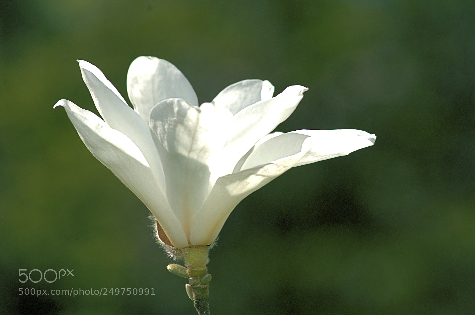 Nikon D7000 sample photo. Temps des fleurs photography