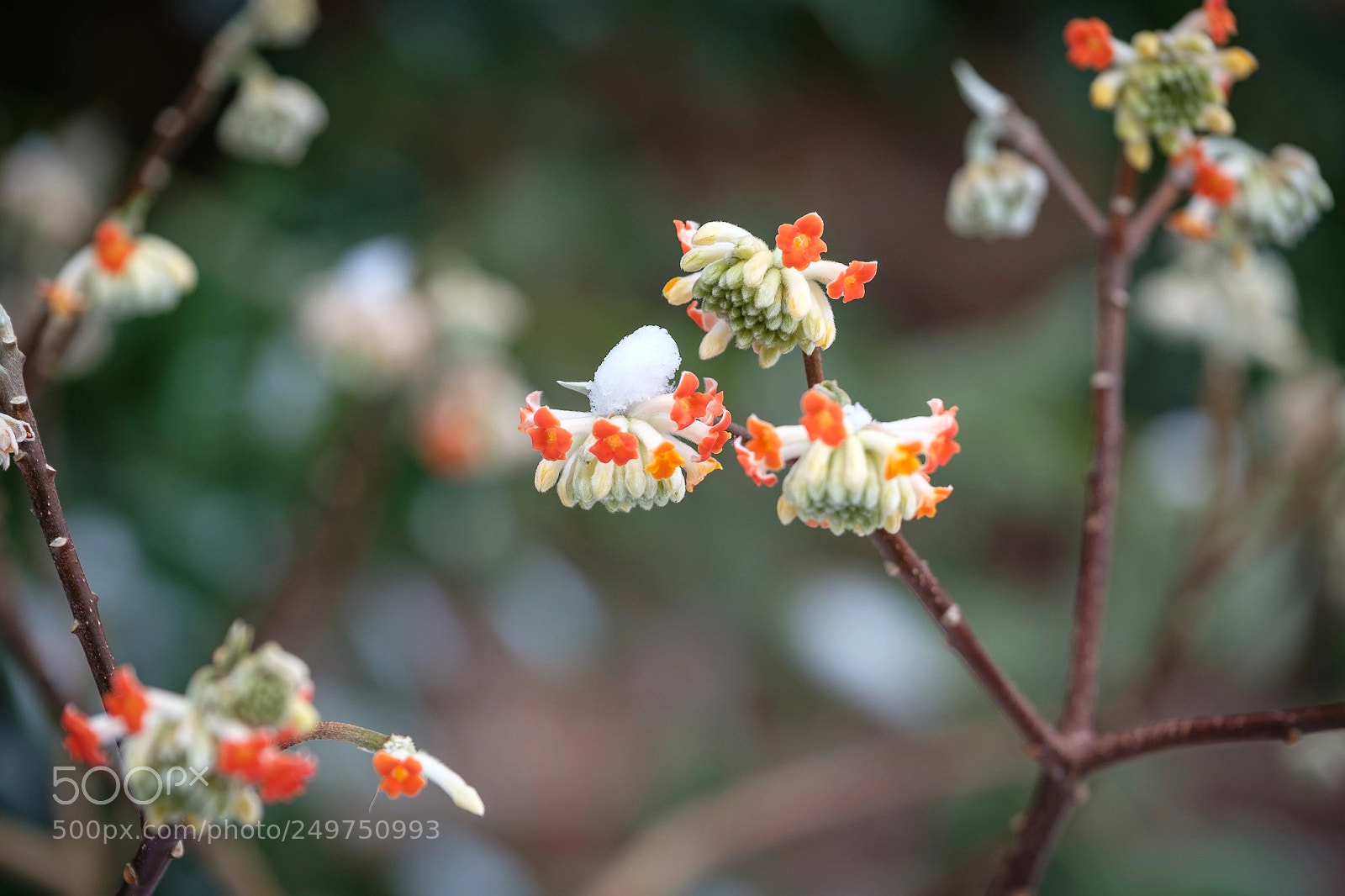Fujifilm X-Pro2 sample photo. Spring snow photography