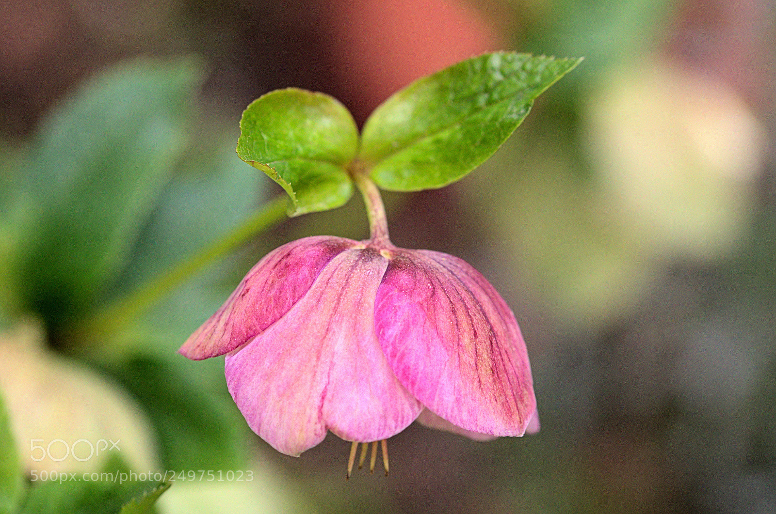 Nikon D7000 sample photo. Temps des fleurs photography