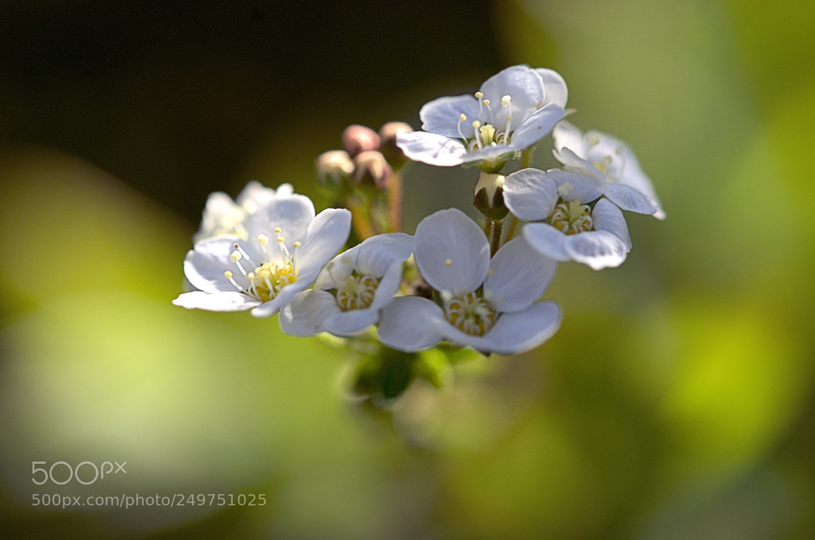 Nikon D7000 sample photo. Temps des fleurs photography