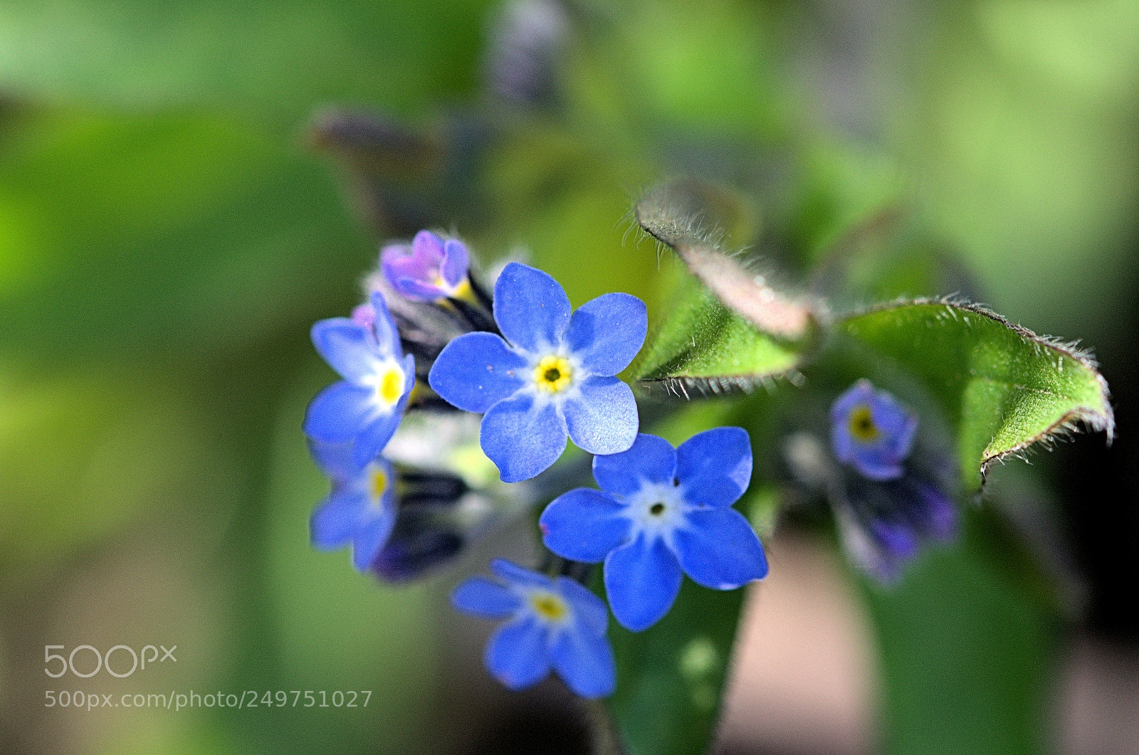 Nikon D7000 sample photo. Temps des fleurs photography