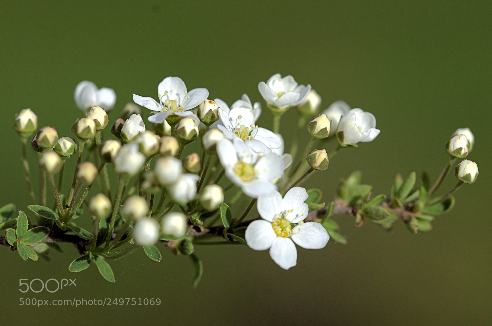 Nikon D7000 sample photo. Temps des fleurs photography