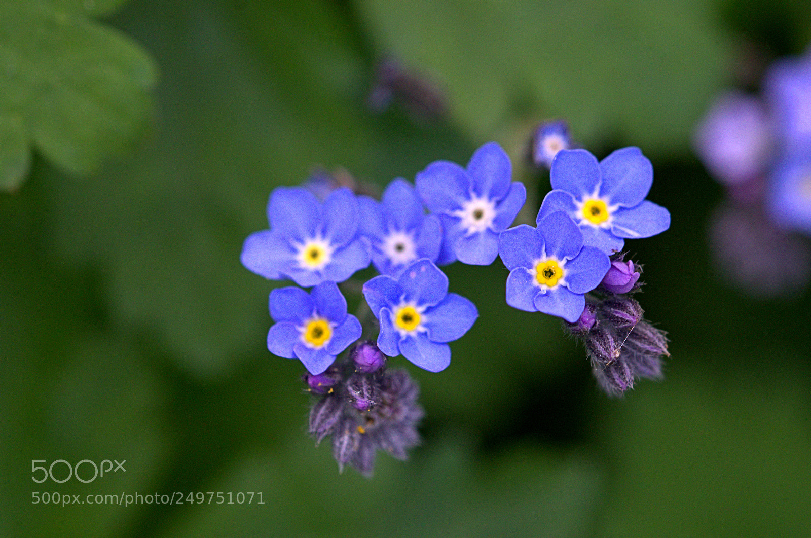 Nikon D7000 sample photo. Temps des fleurs photography