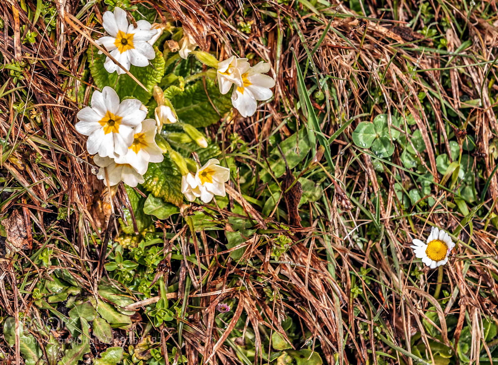 Nikon D700 sample photo. Primulae photography