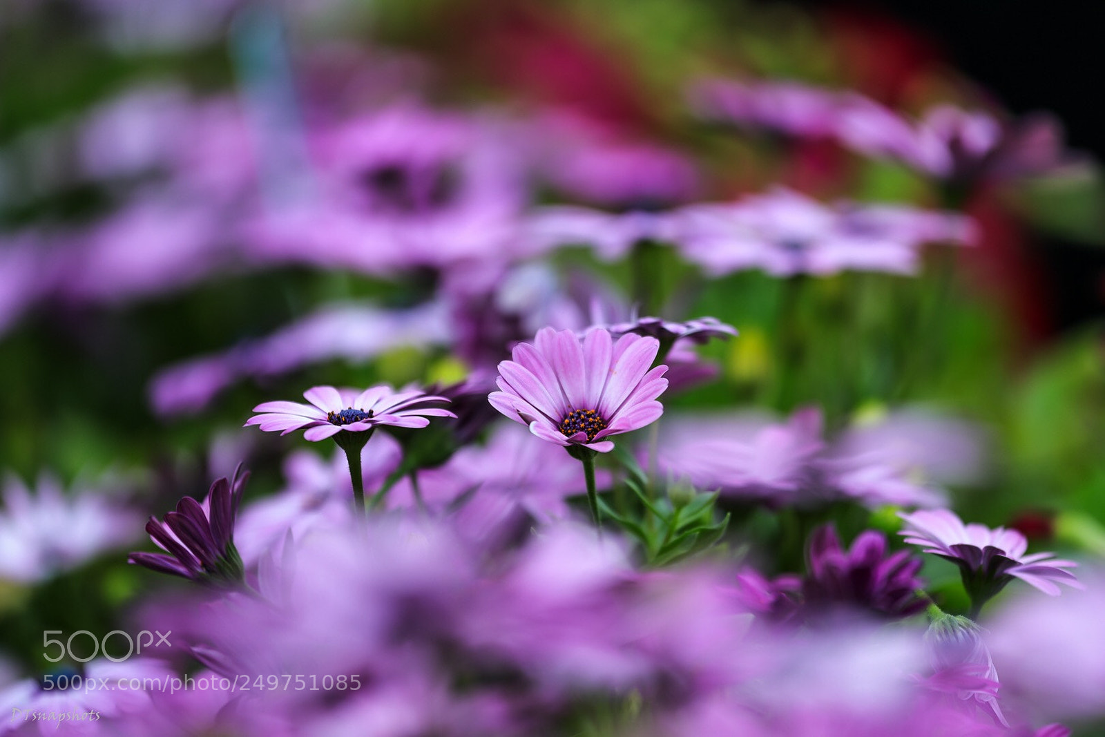 Canon EOS-1D X Mark II sample photo. Hk flower show 2018 photography