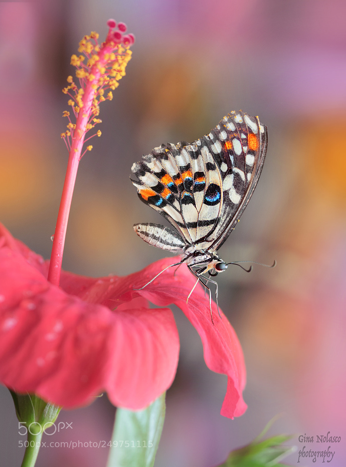 Nikon D5500 sample photo. A beauty on a photography