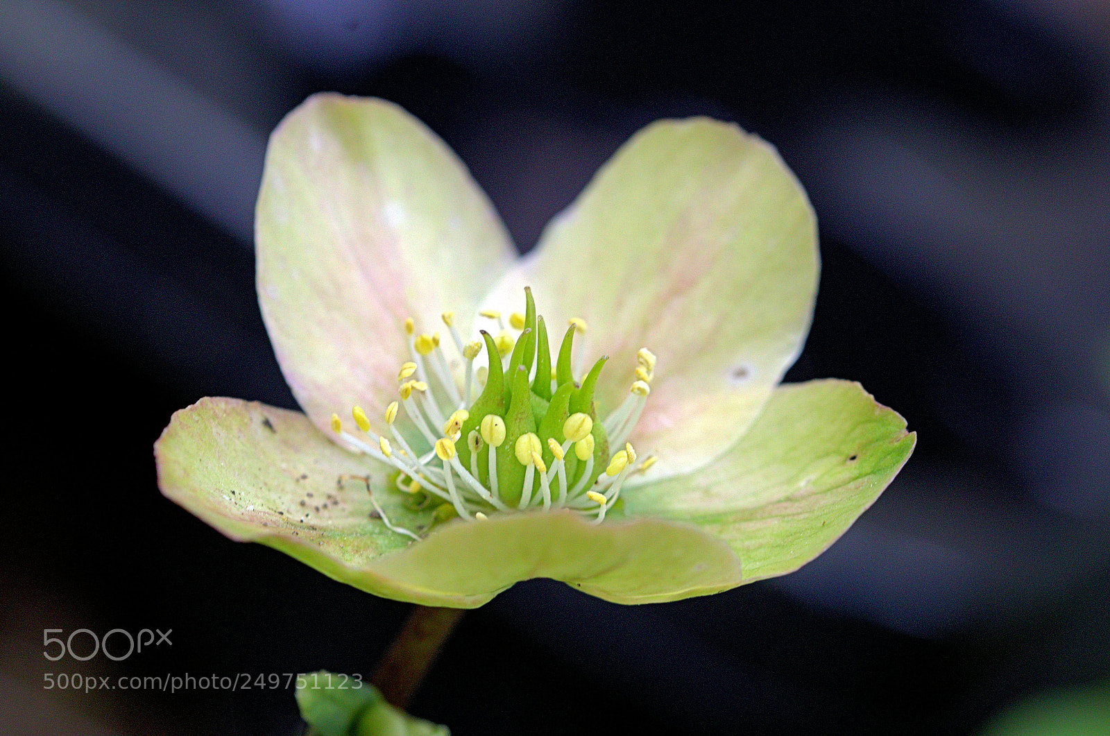 Nikon D7000 sample photo. Temps des fleurs photography