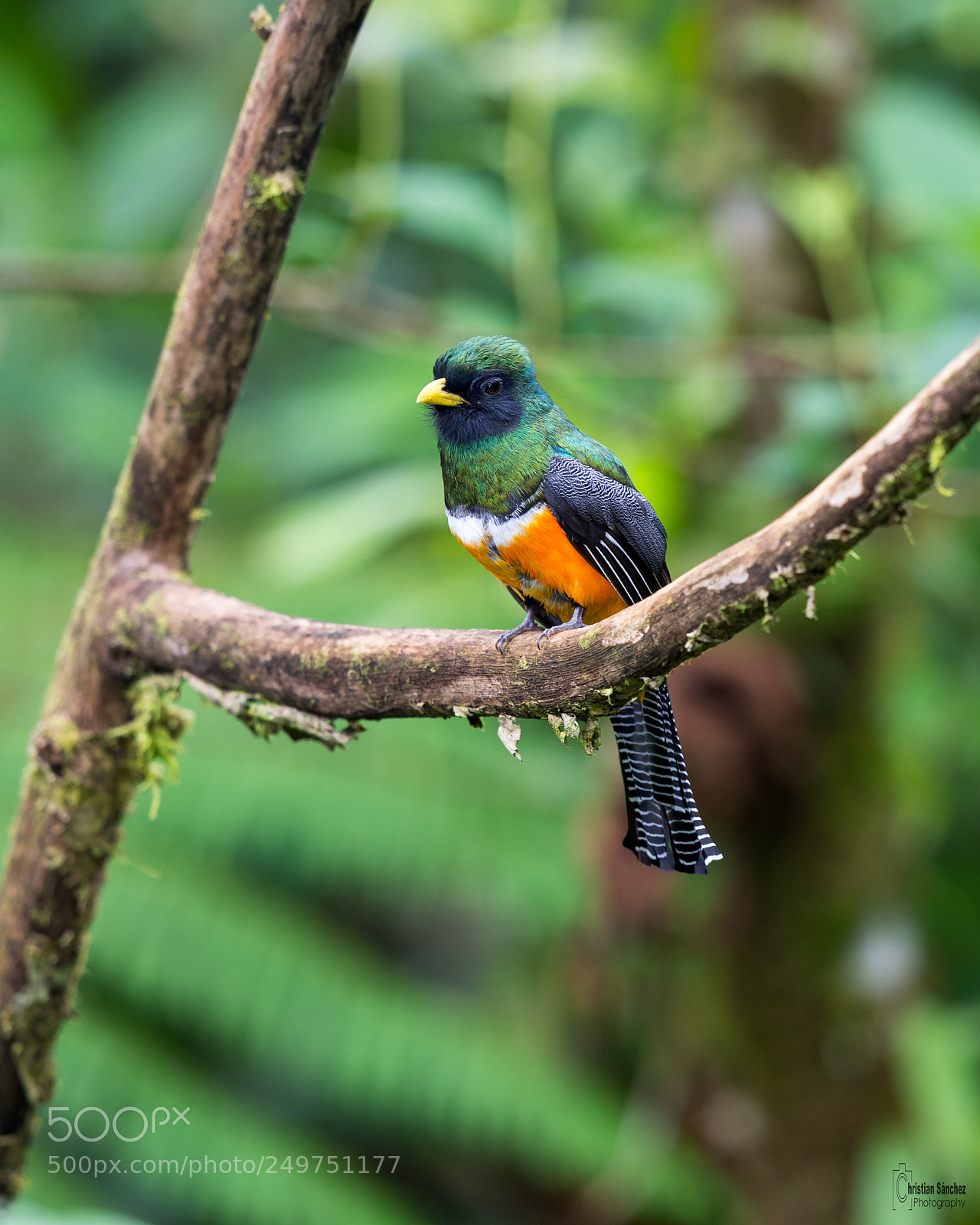Nikon D4 sample photo. Orange-bellied trogon photography