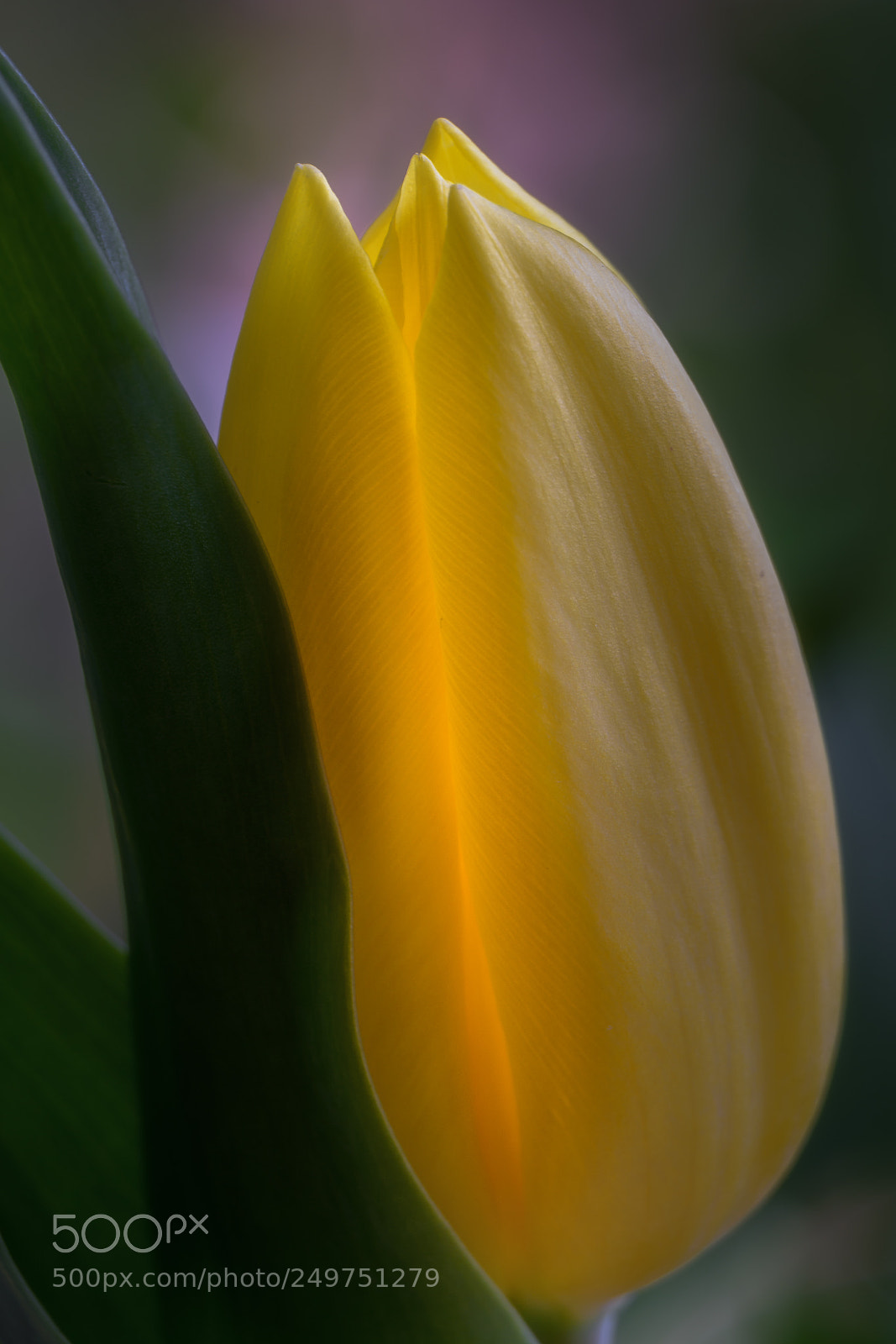 Nikon D7100 sample photo. Tulpe photography