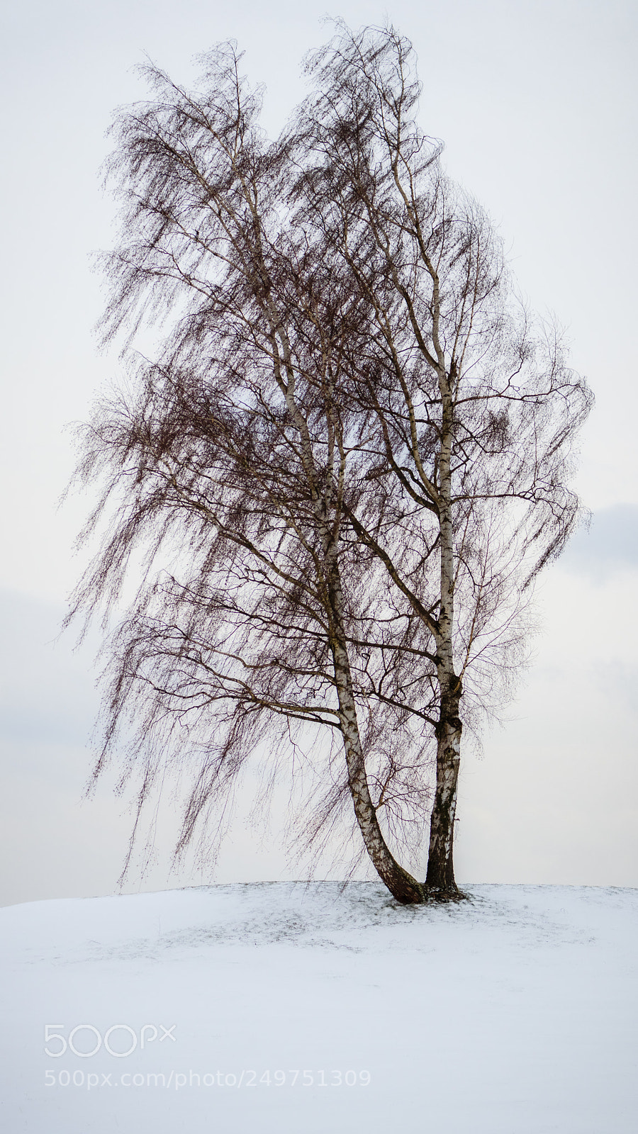 Canon EOS 80D sample photo. Winter tree photography