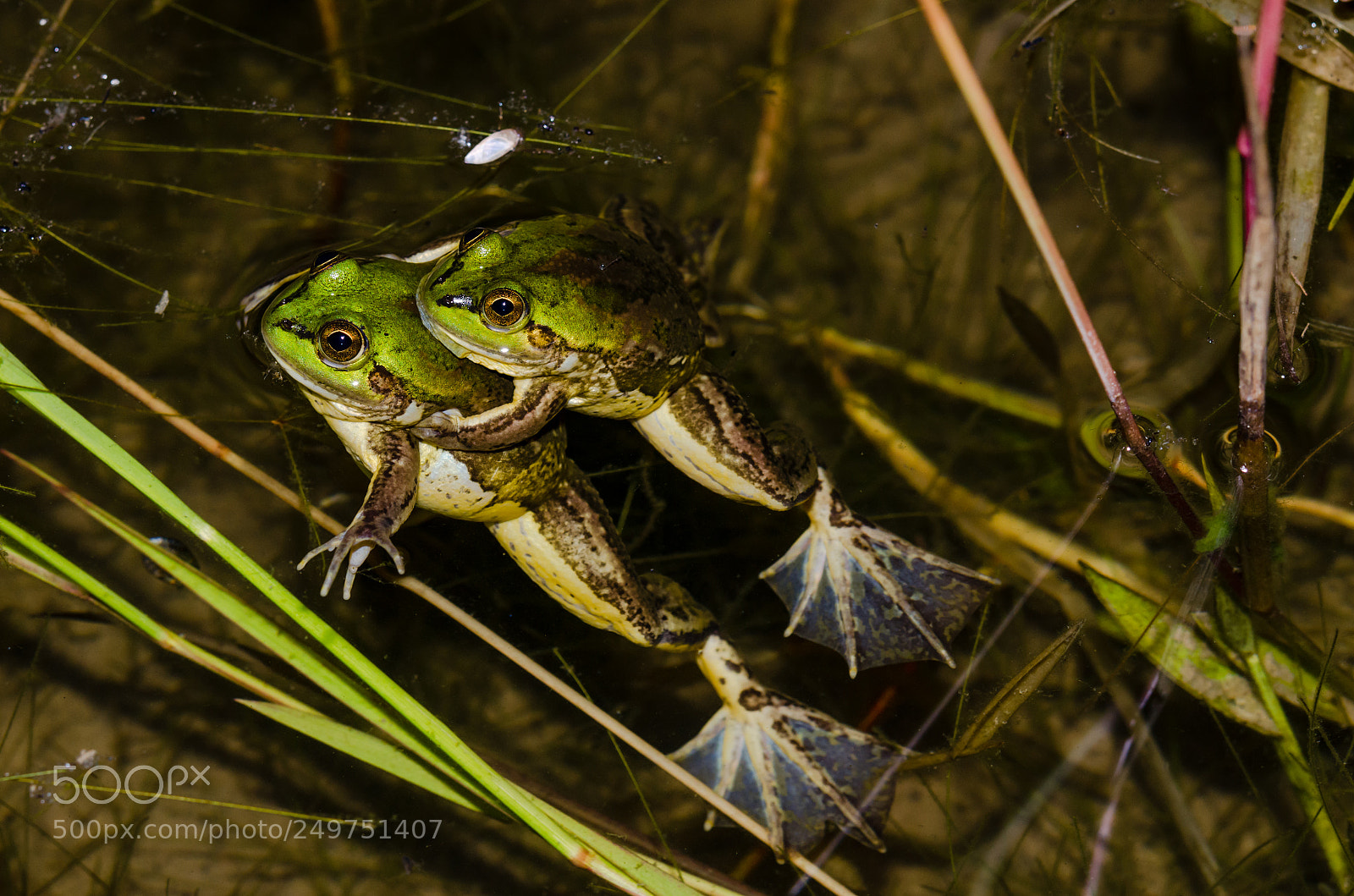 Nikon D7000 sample photo. Amphibians in breeding photography
