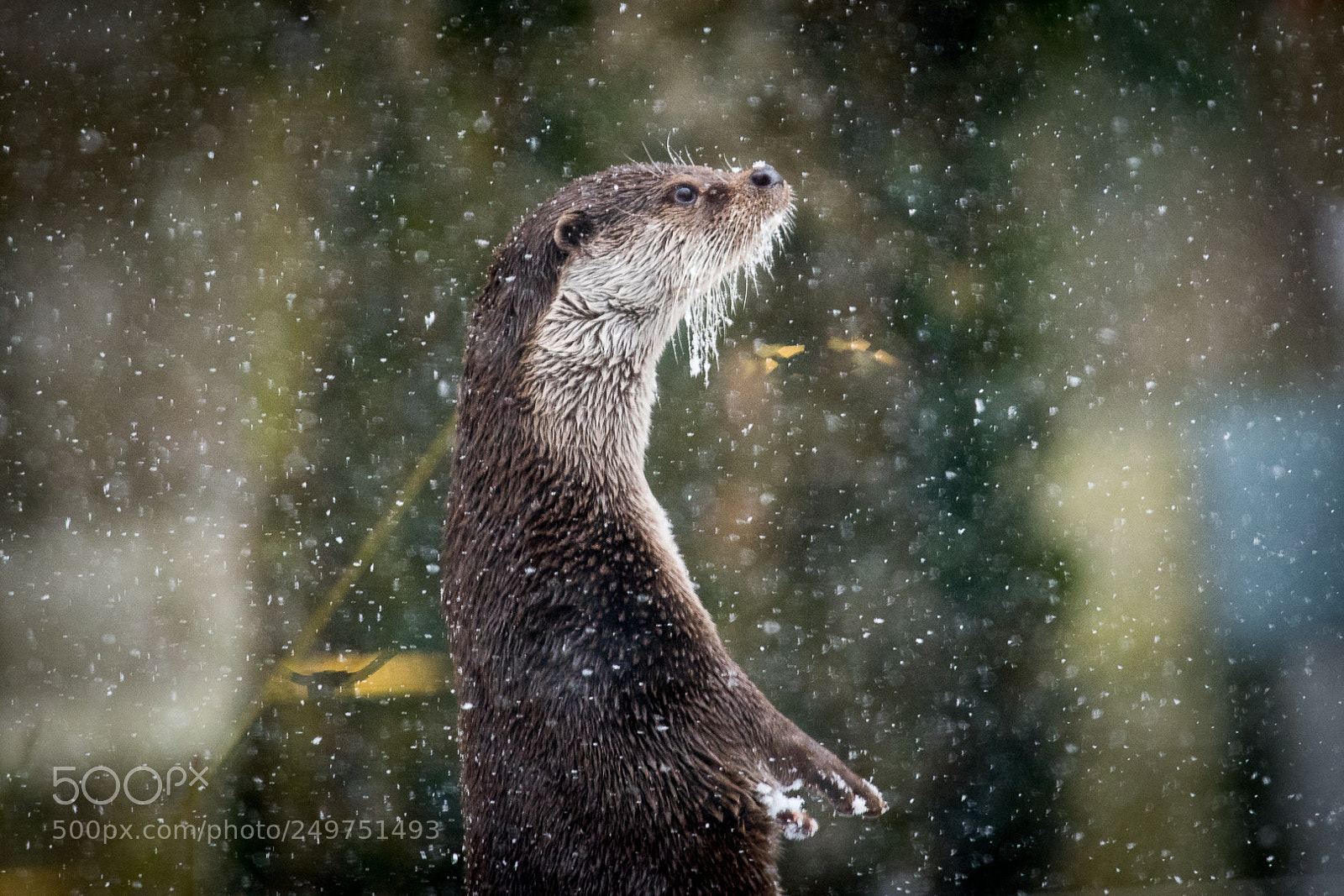 Nikon D500 sample photo. Otter keep watch photography