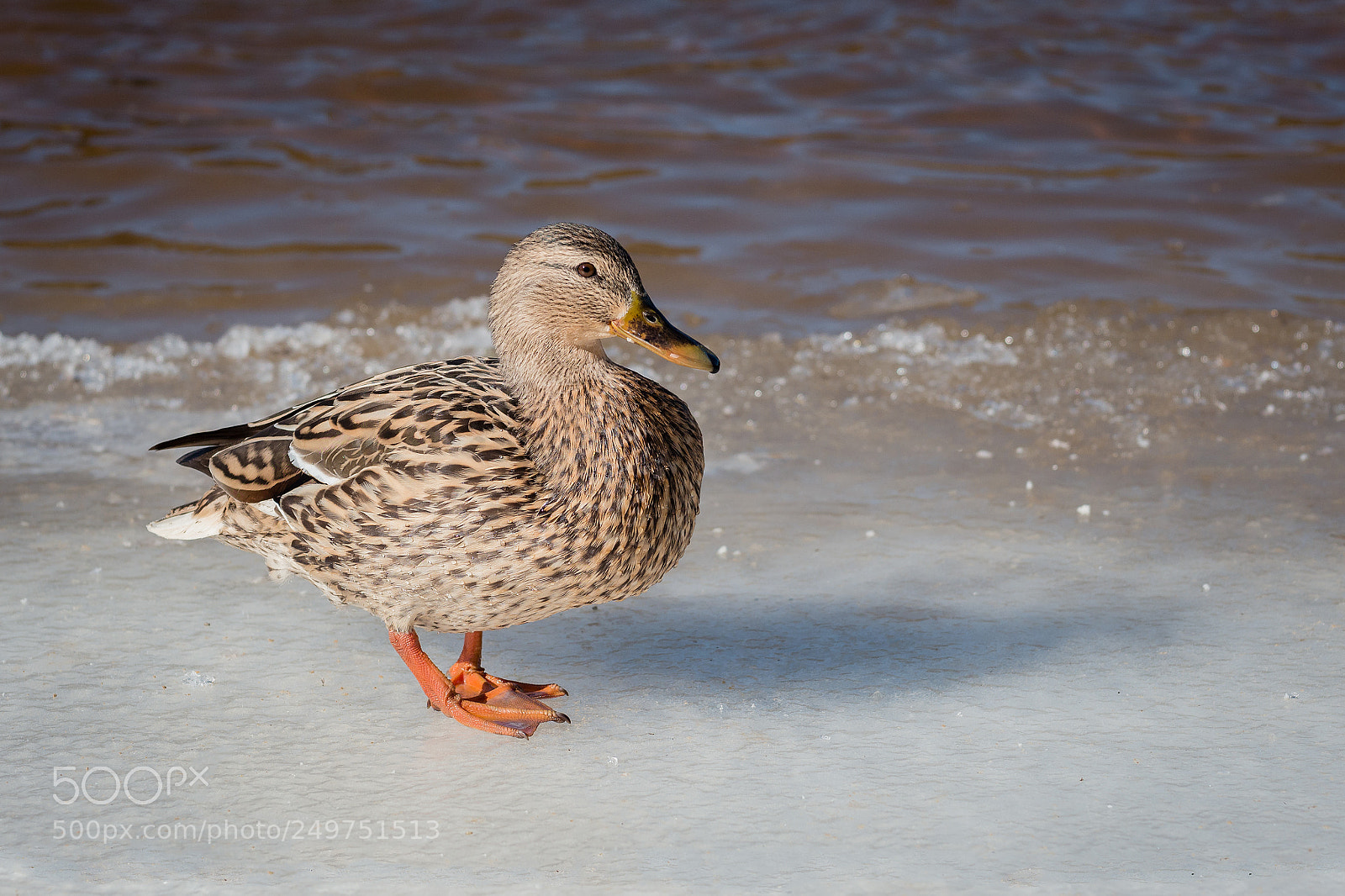 Panasonic Lumix DMC-G6 sample photo. Duck mallard on an photography