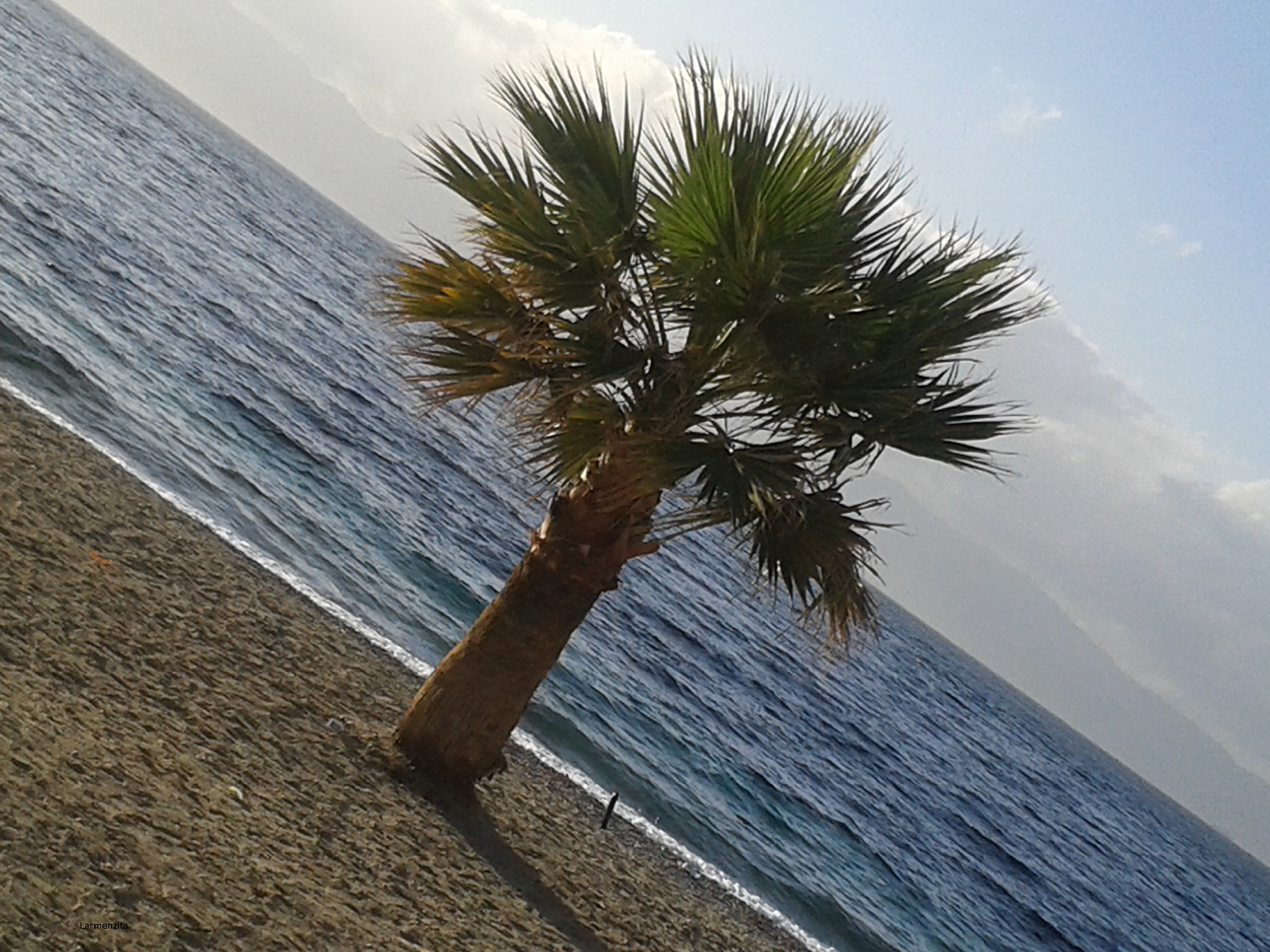 Samsung Galaxy S3 Mini sample photo. A lonely palm in the beach photography