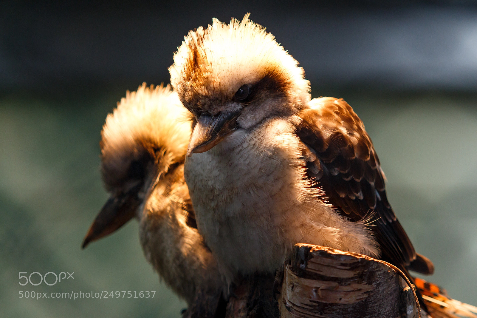 Canon EOS 650D (EOS Rebel T4i / EOS Kiss X6i) sample photo. Kookaburra (77/365) photography