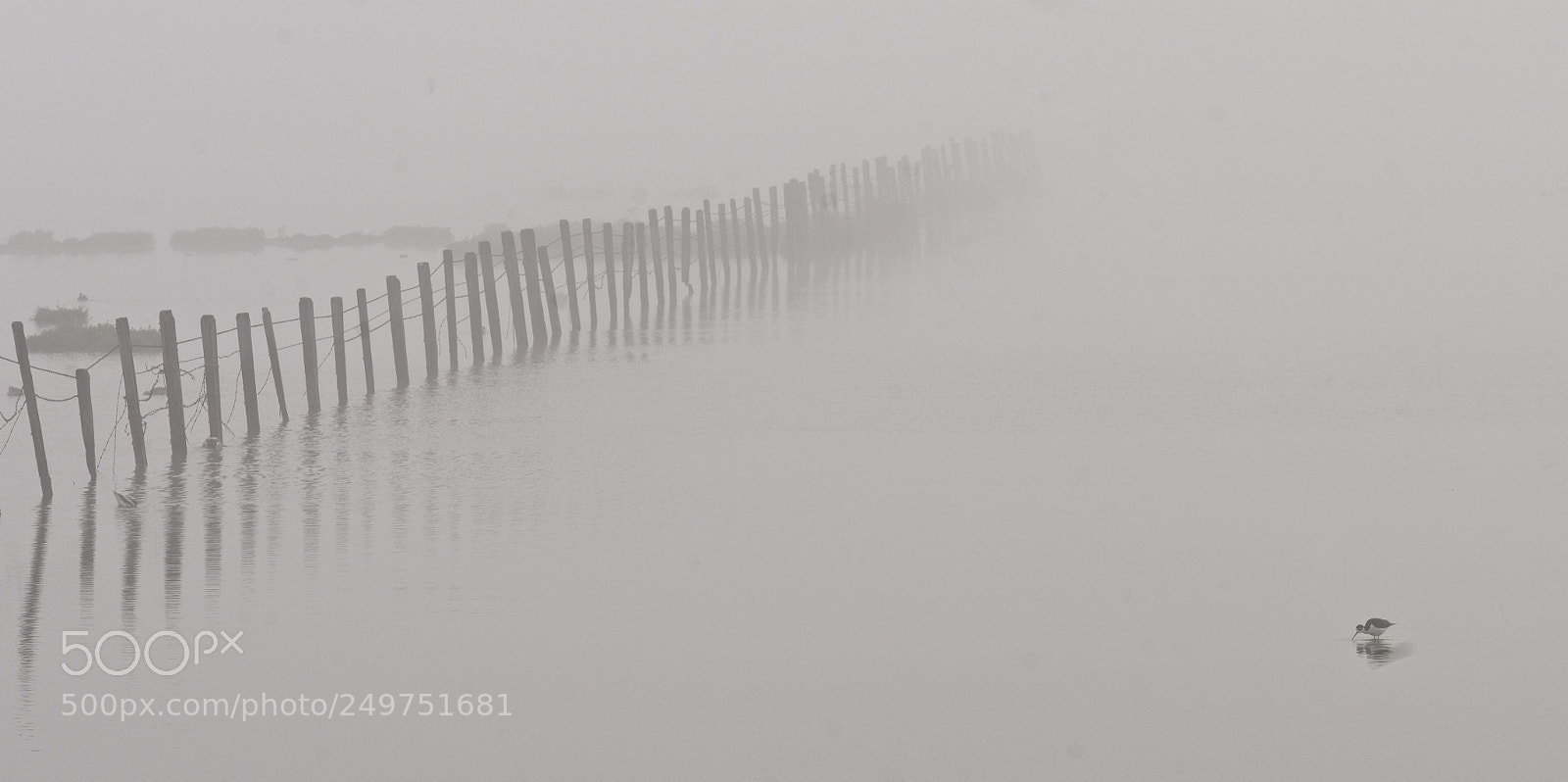 Sony a7R II sample photo. In a mist photography