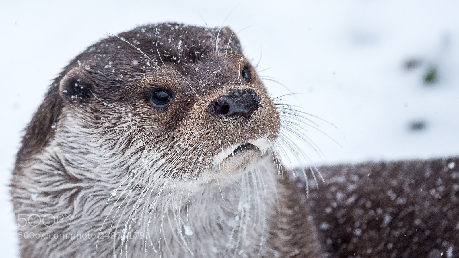 Nikon D500 sample photo. Otter in the snow photography