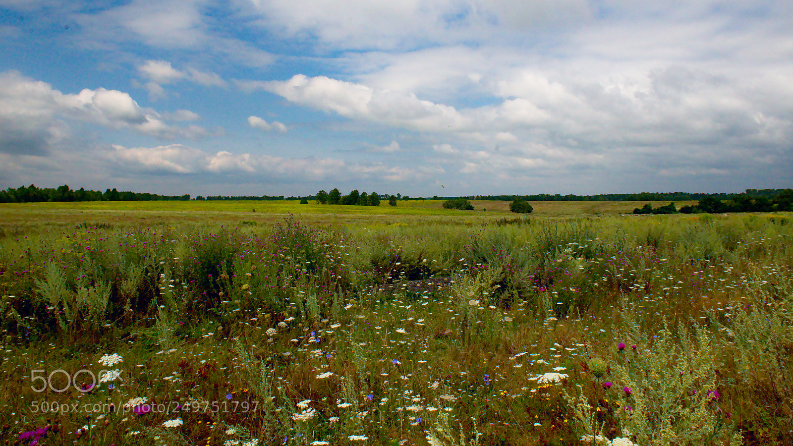 Nikon D7000 sample photo. Forest steppe photography