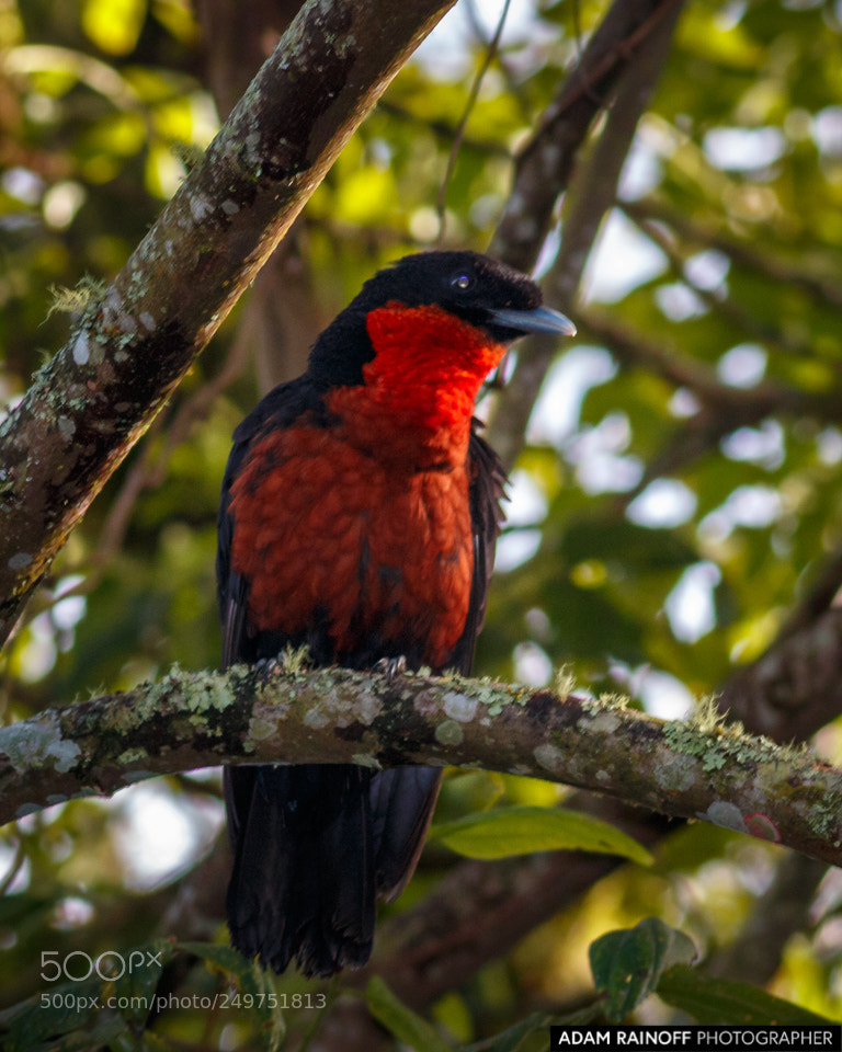 Canon EOS 70D sample photo. Red ruff fruitcrow otun photography
