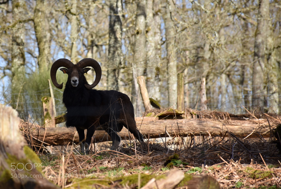 Nikon D5600 sample photo. Mouflon corse photography