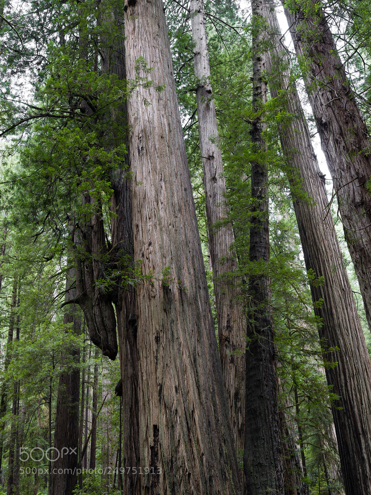Pentax 645Z sample photo. Coast redwoods, prairie creek photography