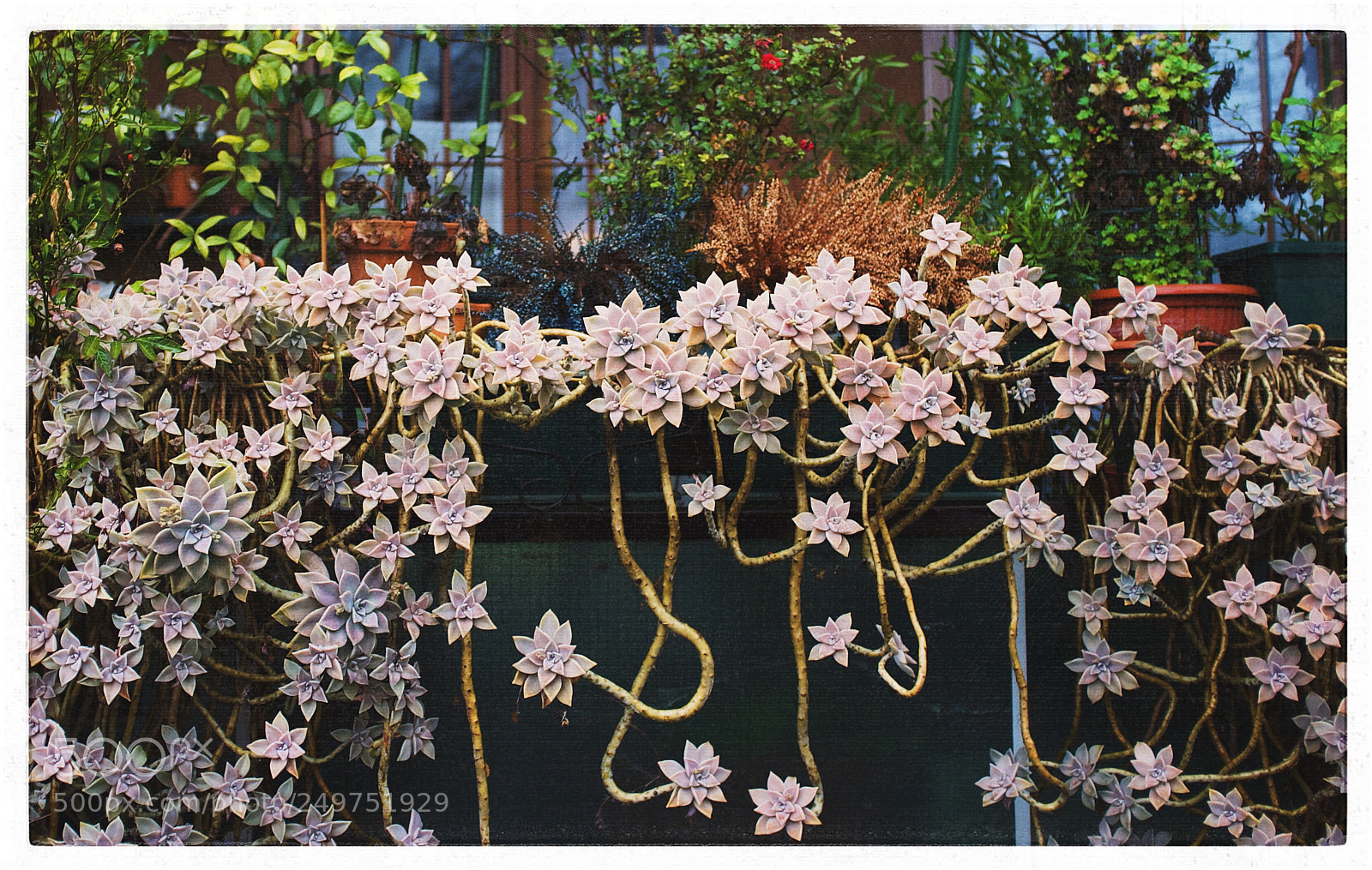Fujifilm FinePix X100 sample photo. Untitled photography