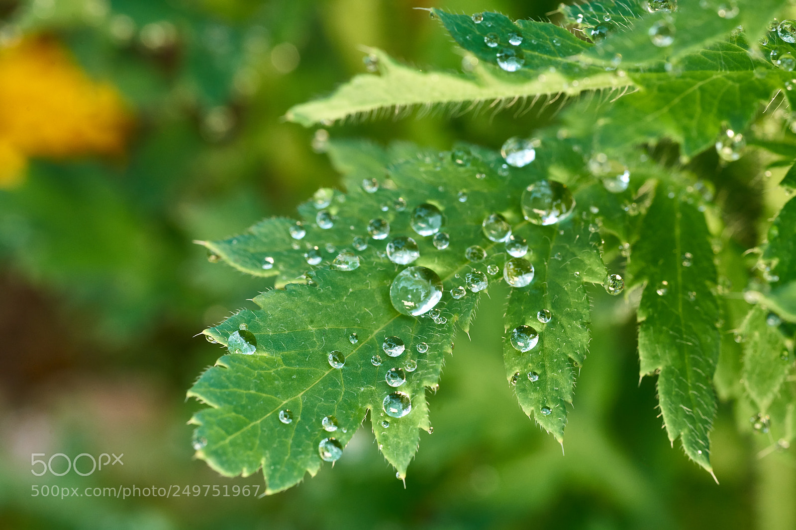 Sony a7R II sample photo. Dew drops photography