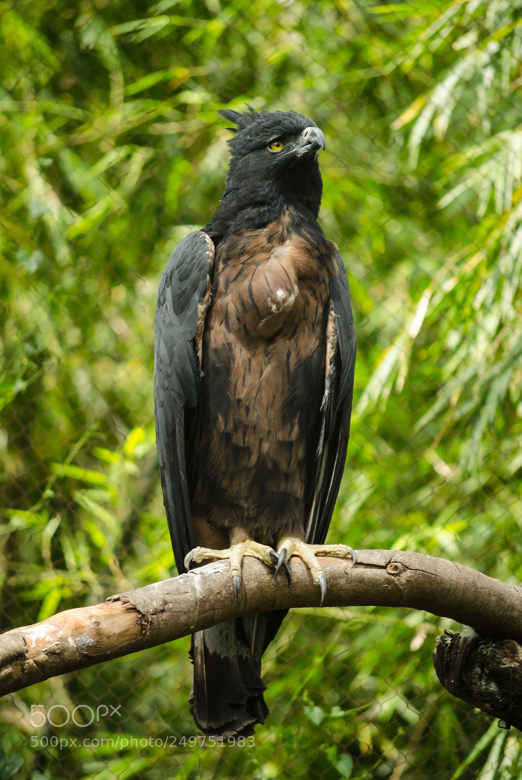 Nikon D7000 sample photo. Black eagle photography