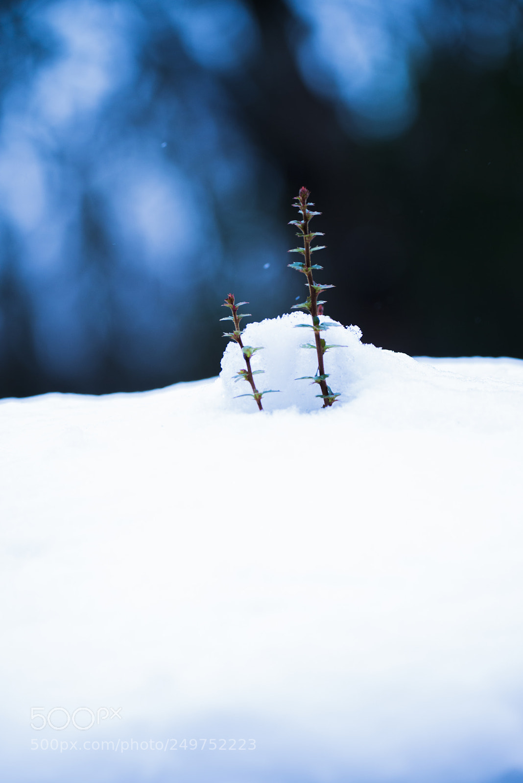 Nikon D800 sample photo. Snow photography