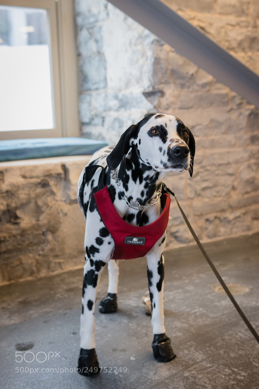 Canon EOS 80D sample photo. Campaign dogs photography
