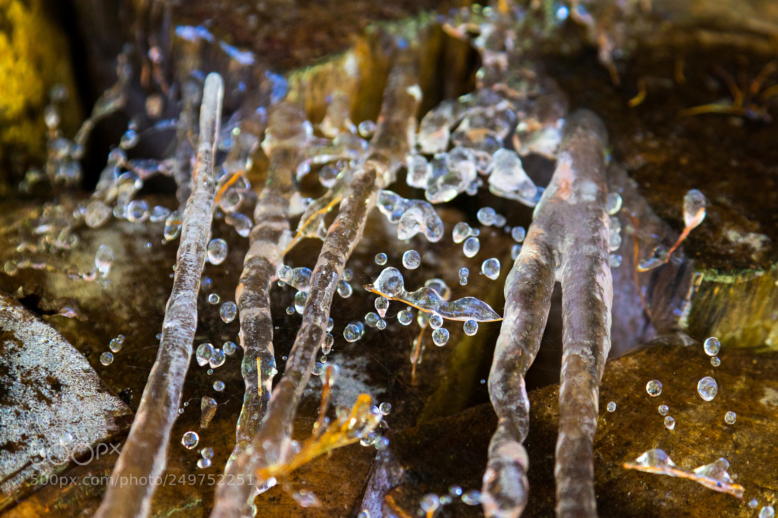 Canon EOS 80D sample photo. Frozen web photography