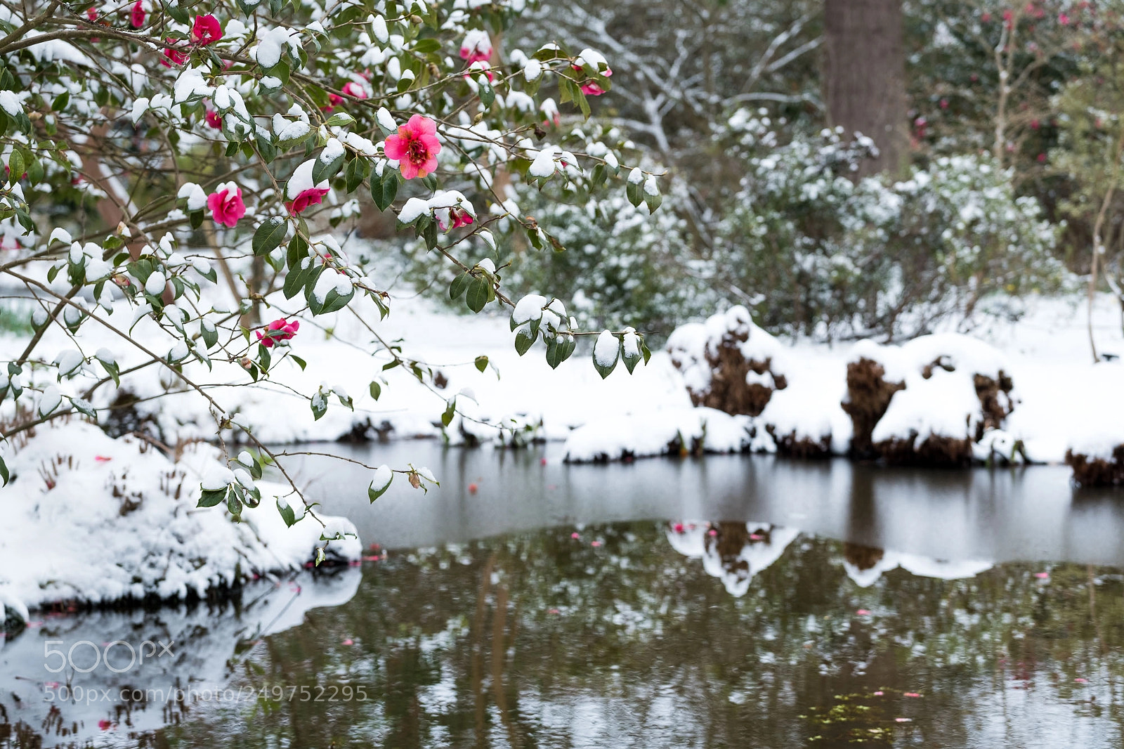 Fujifilm X-Pro2 sample photo. Wisley snow photography