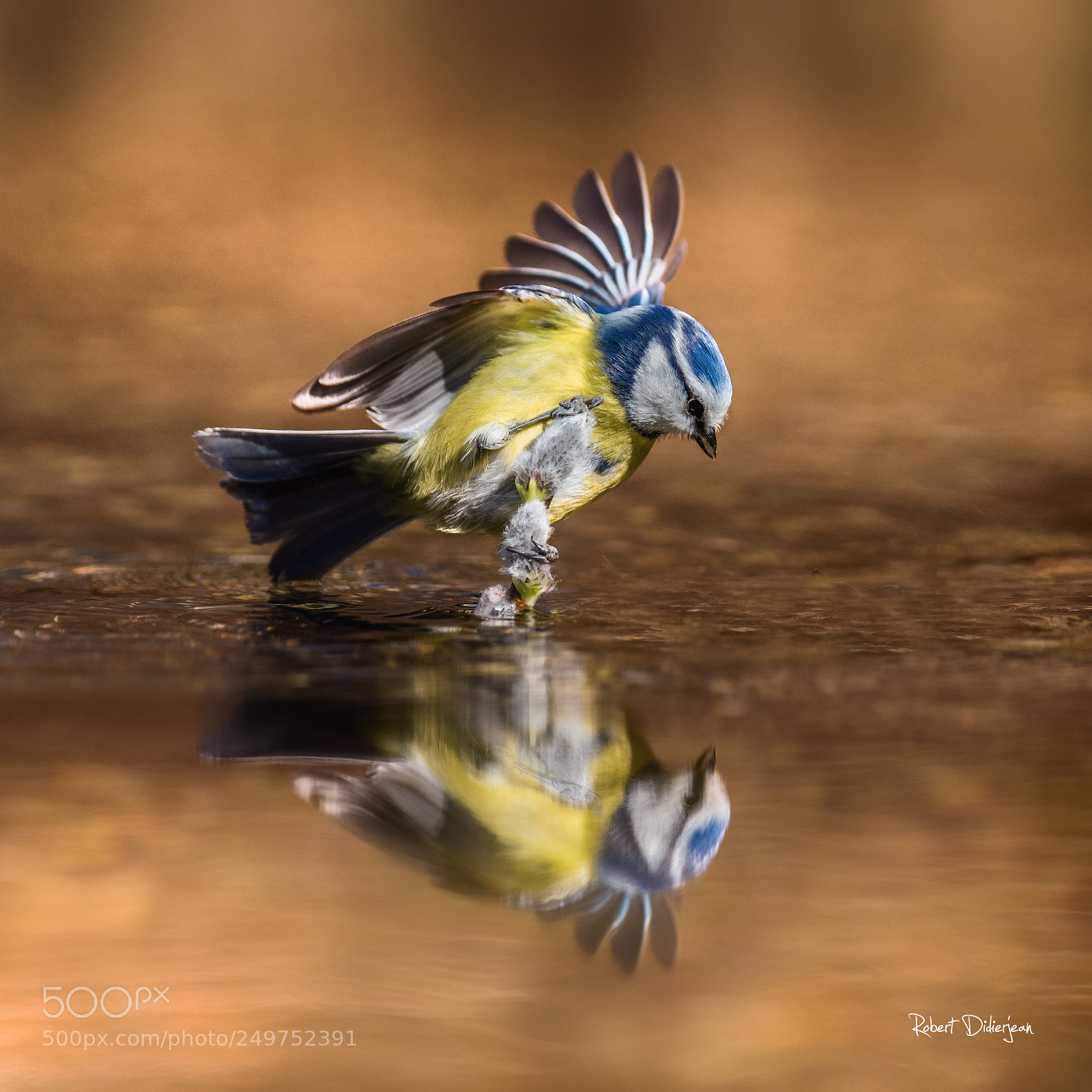 Nikon D810 sample photo. Blue tit in reflection photography