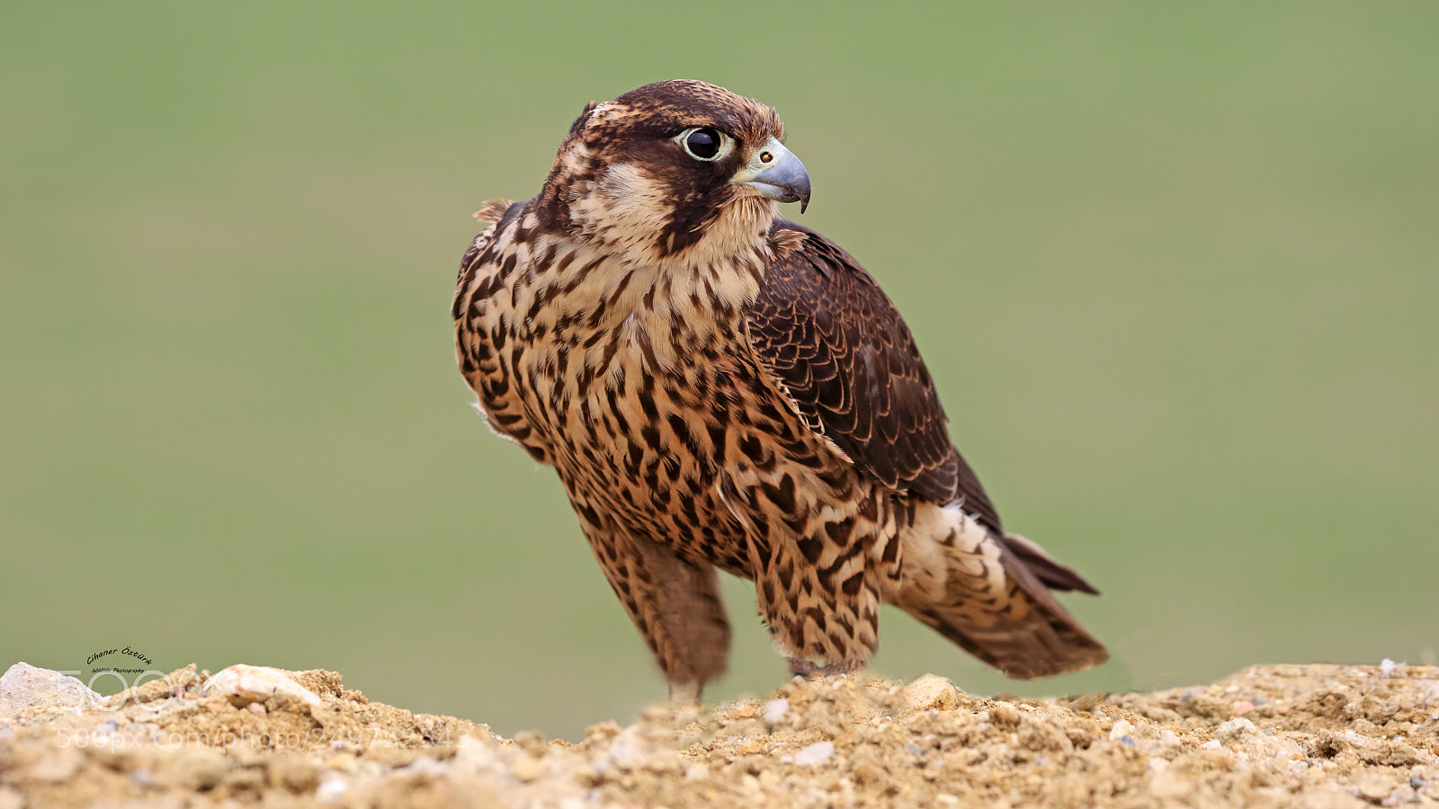 Canon EOS 7D Mark II sample photo. Peregrine falcon. photography