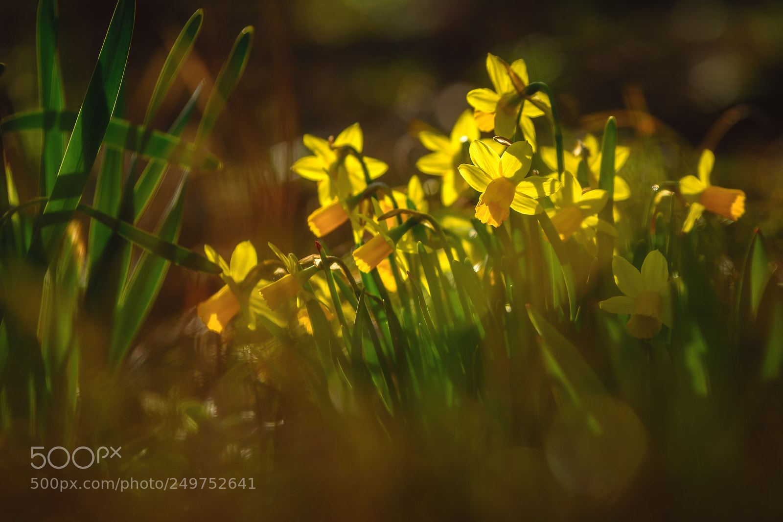 Nikon D7100 sample photo. Narzissen in der abendsonne photography